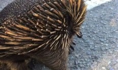 这种身披棘刺的动物适应了森林火灾 被火烧成平头也不逃跑