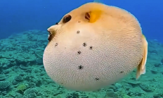 毒性是氰化钠的1000倍以上！男子钓上河豚食用后中毒住进ICU