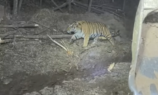 挖掘机女司机夜间作业偶遇东北虎：气定神闲 丝毫不怕人