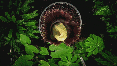 仿佛地狱使者！苦寻13年终见大王花盛开：硕大鲜艳 散发恶臭