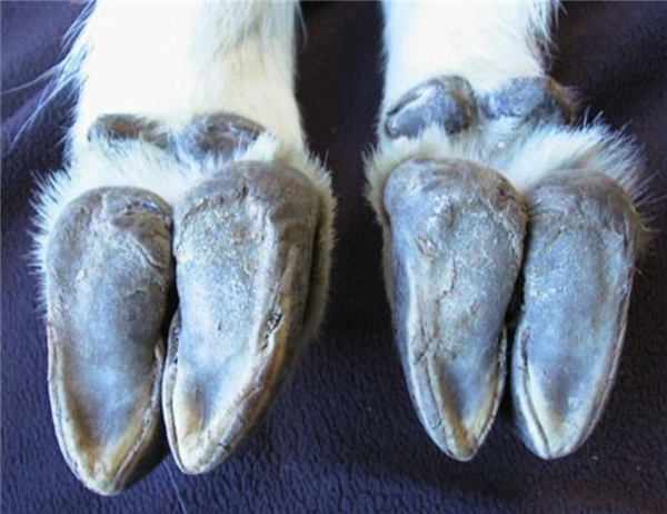 为什么山羊能够攀爬悬崖峭壁 和猴子相比谁更强