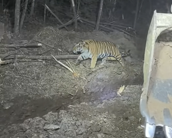 挖掘机女司机夜间作业偶遇东北虎:气定神闲 丝毫不怕人