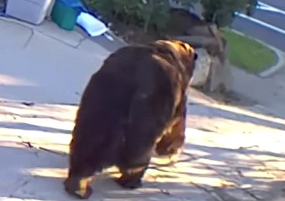 肚子都贴到地上了!美国男子发现自家地下室被一头巨熊霸占