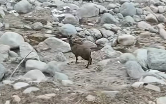 世界最濒危的物种之一！甘肃有牧民在河谷拍到国一保护动物马麝