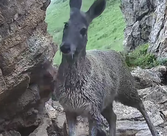世界最濒危的物种之一！甘肃有牧民在河谷拍到国一保护动物马麝