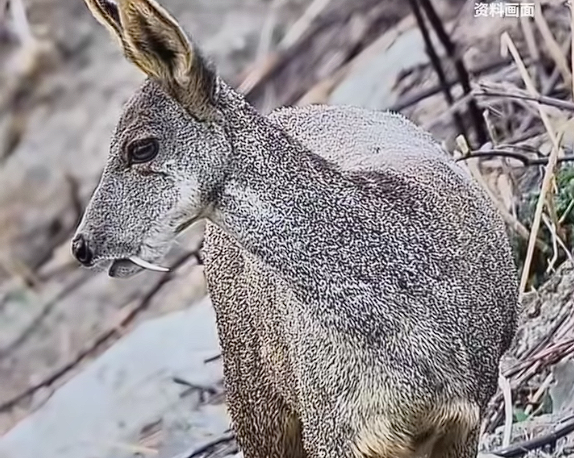 世界最濒危的物种之一！甘肃有牧民在河谷拍到国一保护动物马麝