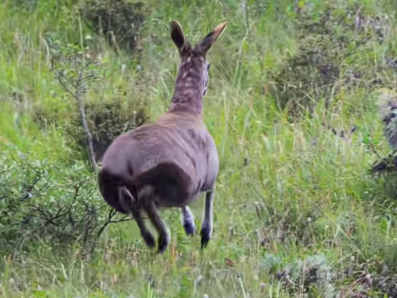 世界最濒危的物种之一！甘肃有牧民在河谷拍到国一保护动物马麝