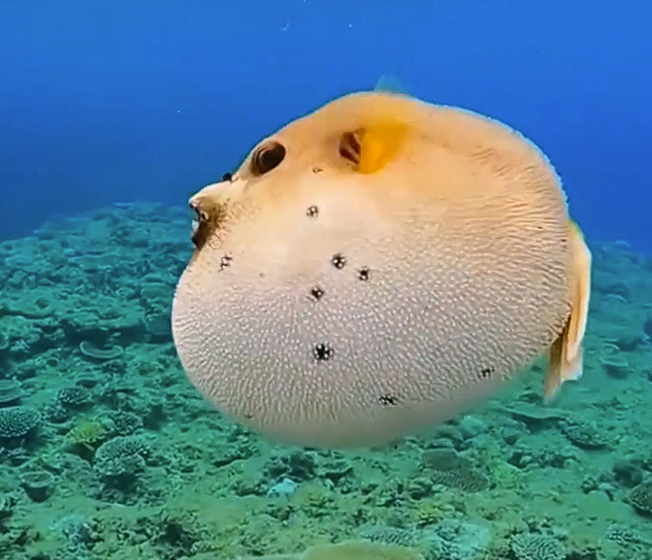 毒性是氰化钠的1000倍以上！男子钓上河豚食用后中毒住进ICU