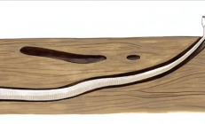 船蛆：地球上最独特的动物群体之一