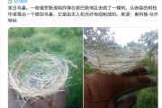 全球首例！乌克兰鸟类已适应战场环境：用无人机光纤电缆编织巢穴