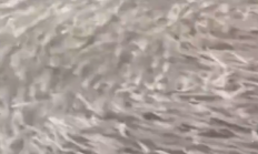 日本大阪一河道涌入鱼群：覆盖整个河面 居民担忧地震