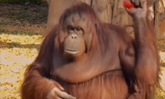 动物园里红毛猩猩被投喂后抱拳致谢 网友：再进化该上班了