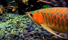 女子背包里藏金龙鱼被海关查获：系濒危美丽物种