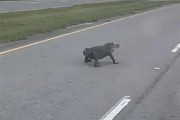 原来失去整条尾巴的鳄鱼 这么狗里狗气！