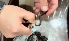 广东一男子药酒里泡了十余年的海马竟是塑料：网友看完直呼杯具