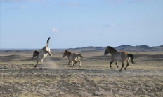 现存唯一野生马种！北京动物园有1只 珍稀程度堪比大熊猫