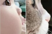 为了让你喜欢 猫正在变得越来越像人类婴儿