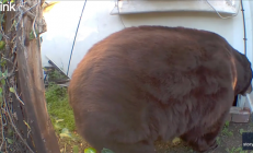 美国男子地下室惊现巨熊 进出只能硬挤 但就是不走