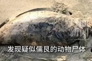 广东海滩发现“美人鱼”尸体：2022年已功能性灭绝