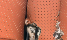 一个悲伤的故事！理想L8车里跑进了只老鼠 几千块的座椅惨遭鼠嘴