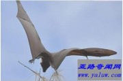 世界上最大的蝙蝠 双翼展开长达1.8米