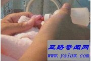 世界上最小的熊猫 出生时体重仅有51克