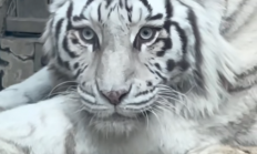 青岛虎界“刘亦菲”小孬火出圈了：外地游客专程前来打卡