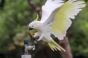澳洲鹦鹉会开饮水器排队喝水 排队10分钟也不走