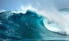 日本一无人岛密密麻麻都是北海狮：给当地渔业造成巨大损失