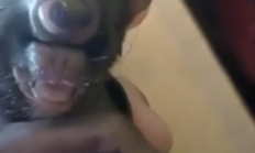 巴西一农场惊现基因突变猫：只有一只眼 长在面部中央