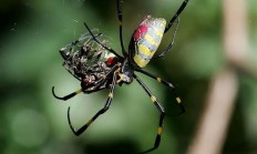 蜘蛛为什么称之为黑寡妇！交配后雌性蜘蛛在总是喜欢吃掉雄性