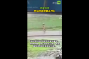 太杯具了：印度女子下雨天竟用锅挡雨 结果遭雷击身亡