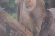泰国63岁老人家中遭野生猕猴攻击：被咬几十口不幸身亡