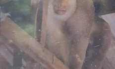 泰国63岁老人家中遭野生猕猴攻击：被咬几十口不幸身亡