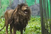 动物园狮子因不爱洗澡走红：酷似乞丐