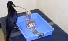一只鹰学会识别交通信号 利用交通规则捕猎 成功率倍增
