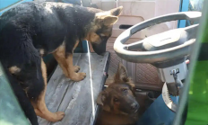 两只狗“合伙作案”开走主人三轮车：撞上一辆轿车