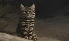这是已知最致命的猫科动物！一年猎杀3000只啮齿动物