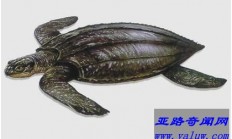 世界上最大的龟 体长3米濒临灭绝