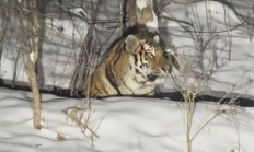 女子雪夜遇东北虎：感受“死亡凝视”