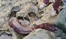 重庆发现“水中活化石”野生大鲵：全身呈红褐色 体长达1.5米十分罕见