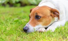 狗妈妈叼着油条 跨越五公里投喂幼崽