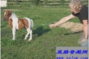 世界上最小的马 高仅43厘米不及人的膝盖