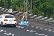 狗在车内拉屎 高速上停车铲屎 司机：应急车道不就是应急的吗