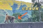 男子路边停车休息遭野猴入车袭击：被动物抓伤需做好“三防”