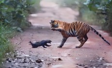 “平头哥”挑战两只老虎！为何蜜獾无所畏惧 它的战力究竟咋样