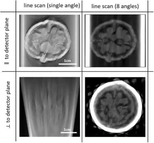 核桃内部简直就是微型宇宙!科学家用CT扫描 重建发育过程