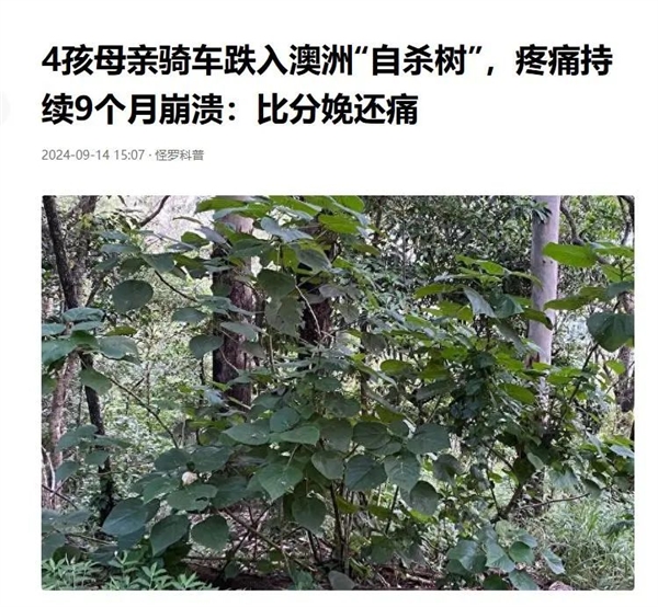 长满毛刺还有毒的荨麻:一小哥愣是30分钟生吃35米