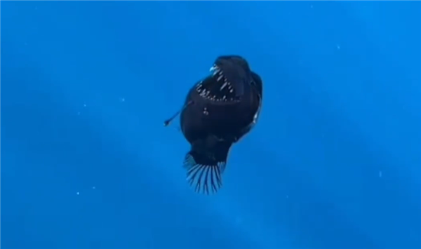 美味的深海怪物!一鮟鱇鱼海面游泳被人类偶遇:着实罕见