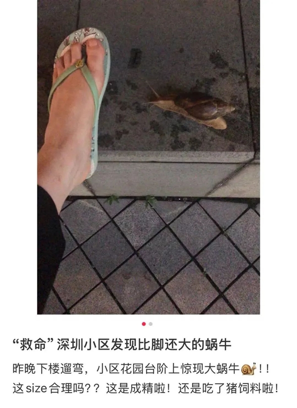 深圳雨后惊现手掌大的蜗牛 千万别碰